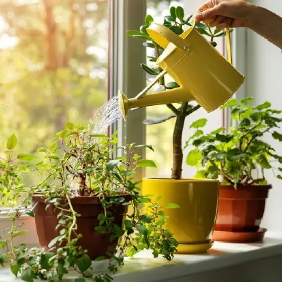 Back to the Roots All Purpose Plant Food 1.5lb image {11}