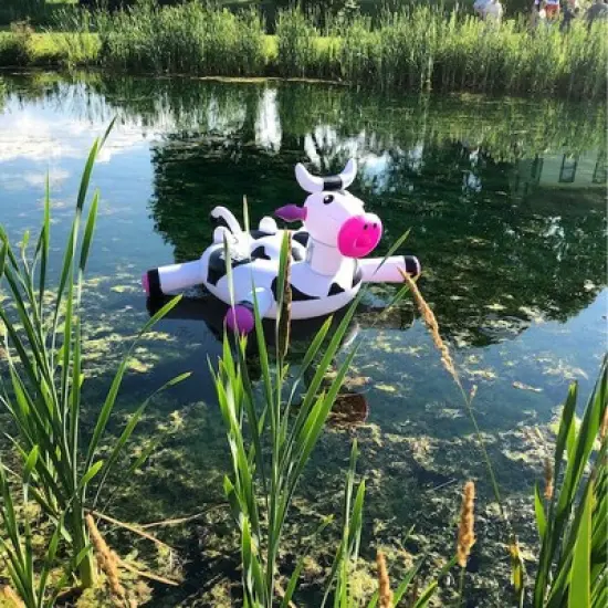 Swimline 54" Inflatable Ride-On Cow Novelty 2-Person Swimming Pool Float - Black/White image {2}