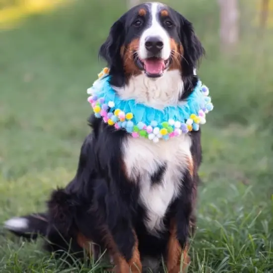 Midlee Blue Birthday Pom Pom Dog Collar image {4}