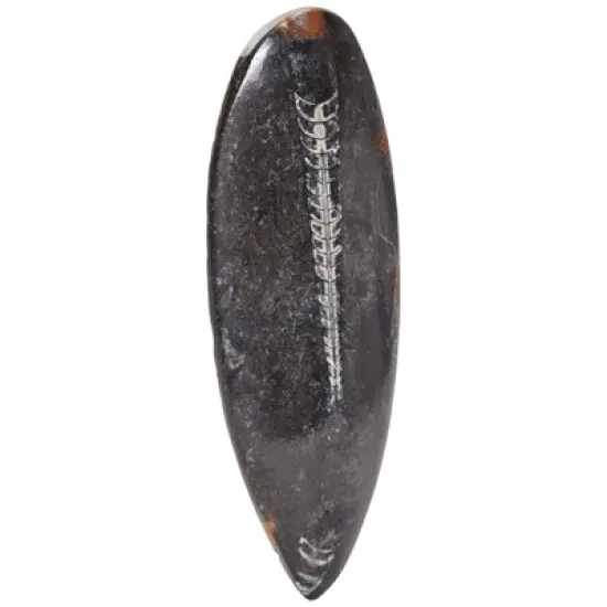 Okuna Outpost Natural Orthoceras Bone Replica, Calcified Cephalopod Shell from Morocco, 5.5-7 in image {5}