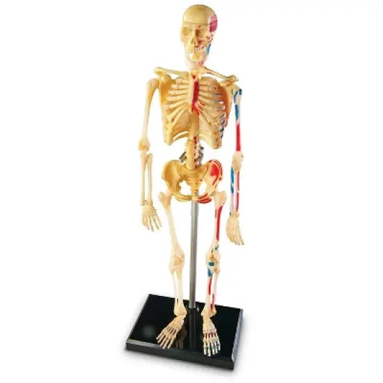 Learning Resources Skeleton Anatomy Model, Ages 8+ image {2}