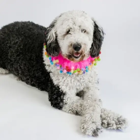 Midlee Pink Birthday Pom Pom Dog Collar image {3}