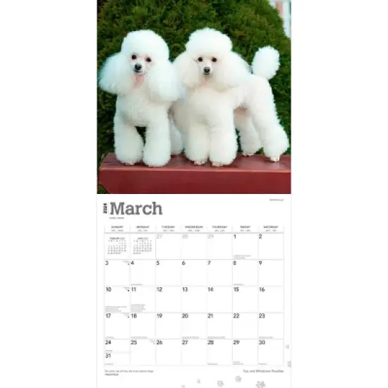Browntrout 2024 Wall Calendar 12"x12" Toy and Miniature Poodles image {2}
