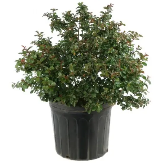 National Plant Network Pocomoke Dwarf Crepe Myrtle - 3gal image {10}