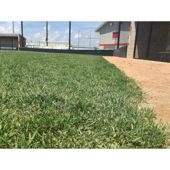 Barenbrug Turf Savor RTF Grass Seed Blend with Yellow Jacket Seed Coating, 25lb image {4}