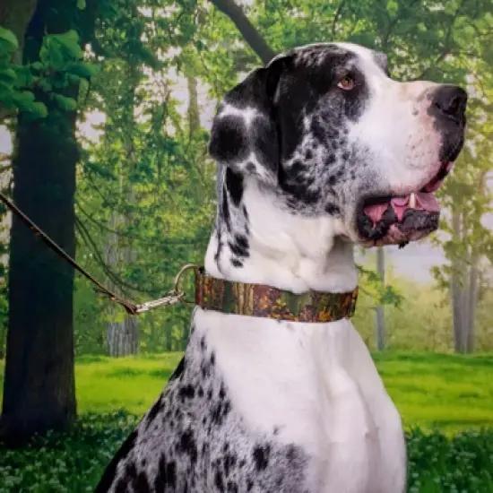 Country Brook Petz 1 1/2 Inch Southern Forest Camo Martingale Dog Collar image {2}