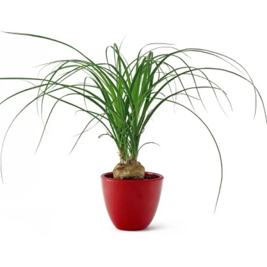 National Plant Network Live Indoor 6" Ponytail Palm Plant image {11}