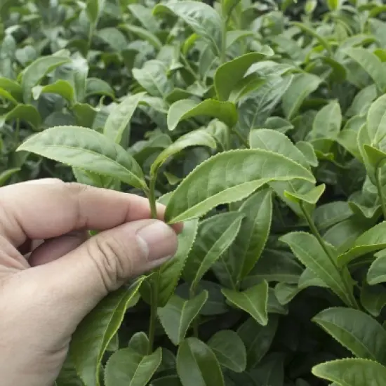 National Plant Network Live Indoor/Outdoor Brew-Tea-Ful Plant - 1ct 2.5qt image {2}