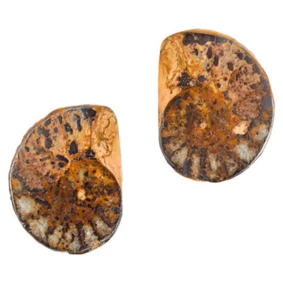 Okuna Outpost 2 Pack Natural Ammonite Bone Replicas, Cephalopod Shell from Madagascar, 1-1.4 in image {3}