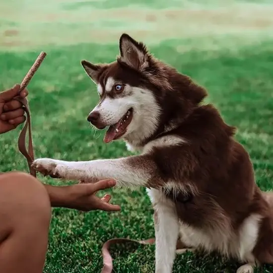 Dog Treat Naturals Superfood Sticks - Pork & Peach 10oz, All-Natural Pet Treats image {4}