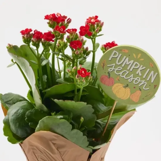 Live Pumpkin Spice Kalanchoe Plant - Good Little Garden&trade; image {5}