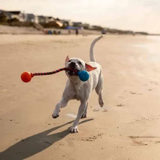 GURU 17.5" Squeaking Dog Rope Toy image {5}