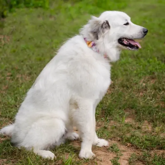 Country Brook Petz 1 1/2 Inch Premium May Flowers Dog Collar image {1}