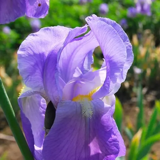 L'Erbolario Iris Bar Soap - Beauty Bar Soap - 3.5 oz image {3}