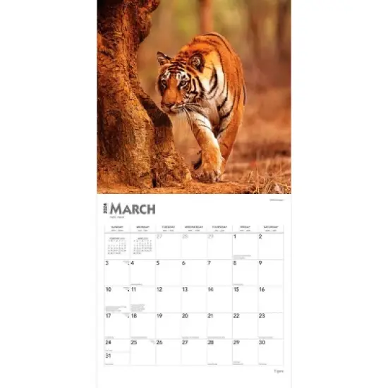 Browntrout 2024 Wall Calendar 12"x12" Tigers image {2}