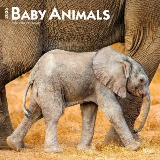 BrownTrout Baby Animals 2026 12"x24" Hanging Square Wall Calendar Plastic-Free image {9}