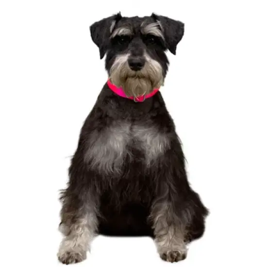 Country Brook Petz Premium Nylon Dog Collar image {12}