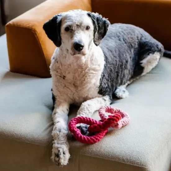 Midlee Interlocking Heart Rope Valentine Dog Toy - 6" image {2}