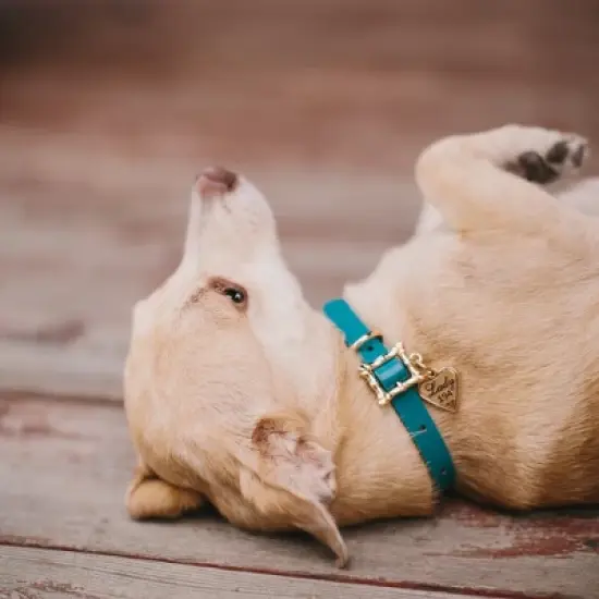 Buckle-Down Vegan Leather Dog Collar - Disney Lady and the Tramp LADY 194 Heart Charm image {2}