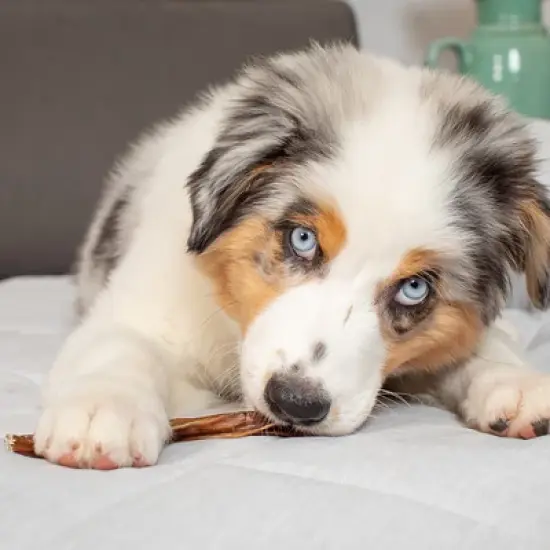 Natural Cravings: Standard Steer Bully Stick - 3 Pack - 6" Dog Chew Treat, Sm-Md Dogs Light Chewers, Single Ingredient Roasted Beef Pizzle, USA Made image {4}