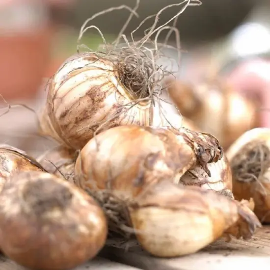 Van Zyverden 15ct Bulbs Narcissus Daffodils Kitchen Sink Mixture image {1}