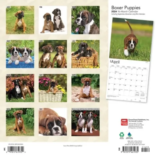 Browntrout 2024 Wall Calendar 12"x12" Boxer Puppies image {1}