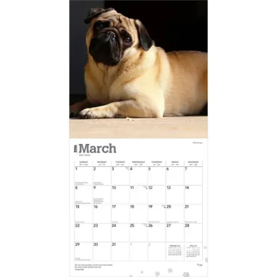 BrownTrout Pugs 2026 12"x24" Hanging Square Wall Calendar Plastic-Free image {2}