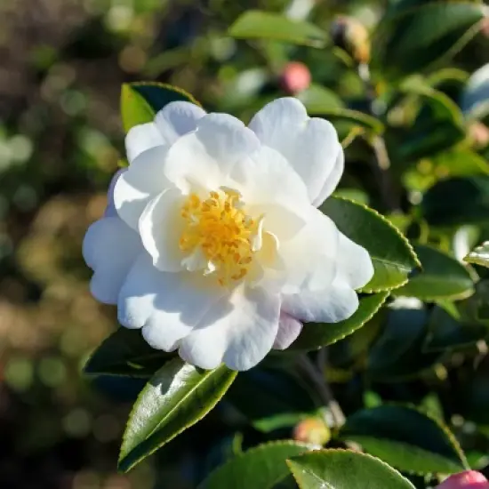 2.5qt Camellia Sasanqua Plant with White Blooms - National Plant Network image {1}