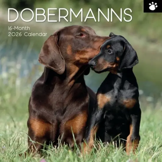 2026 Square Wall Calendar, Dobermans, 16-Month Paw Prints Theme with 180 Reminder Stickers (12x12 In) image {4}