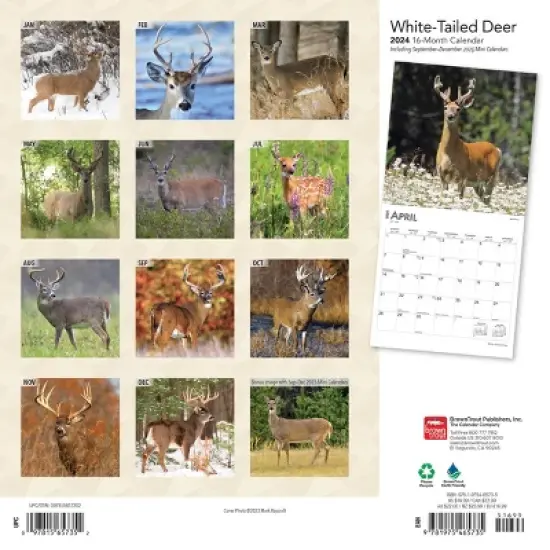 Browntrout 2024 Wall Calendar 12"x12" White Tailed Deer image {1}