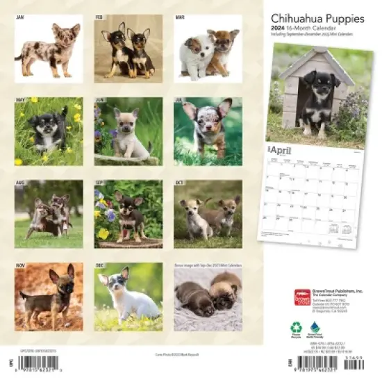 Browntrout 2024 Wall Calendar 12"x12" Chihuahua Puppies image {1}
