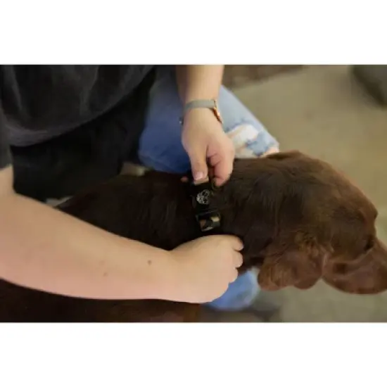 Country Brook Petz Premium Woodland Camo HD Dog Collar image {5}