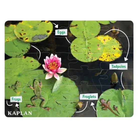 Kaplan Early Learning STEM Learning Realistic Animal and Plant Life Cycle Floor Puzzles - Set of 4 image {4}