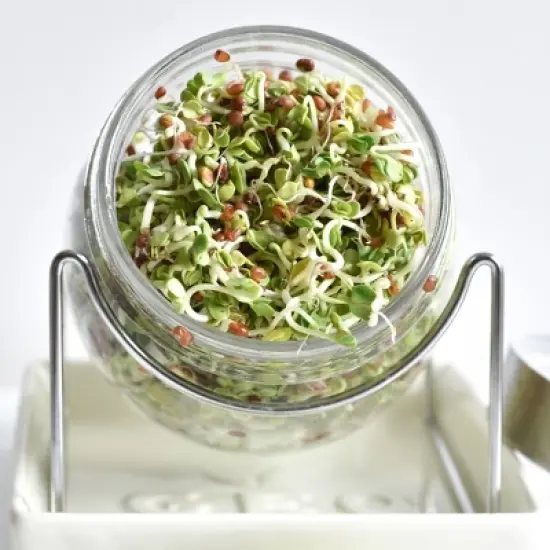 Tribest GEO Sprouting Jar System with Stainless Steel Rack and Ceramic Base Plate &ndash; Clear image {4}