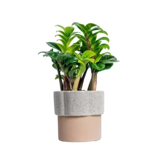 Live 4" Zenzi ZZ Potted Houseplant image {7}