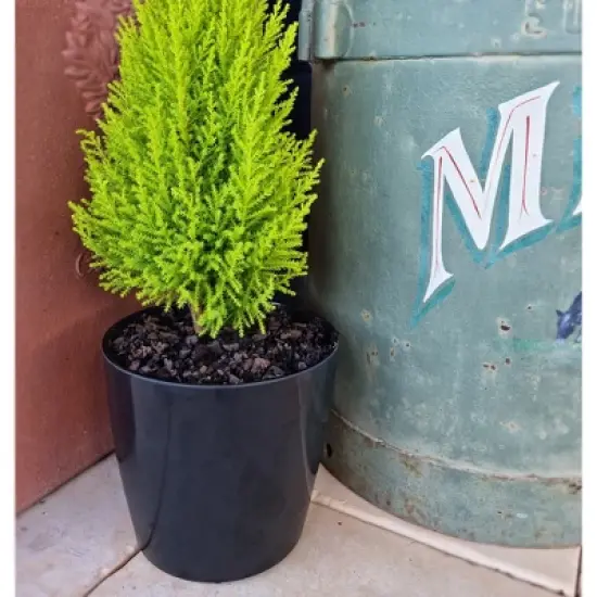 Tierra Garden 7" Round Self-Watering Bamboo Pot image {5}