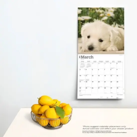 Browntrout 2024 Wall Calendar 12"x12" West Highland White Terrier Puppies image {3}