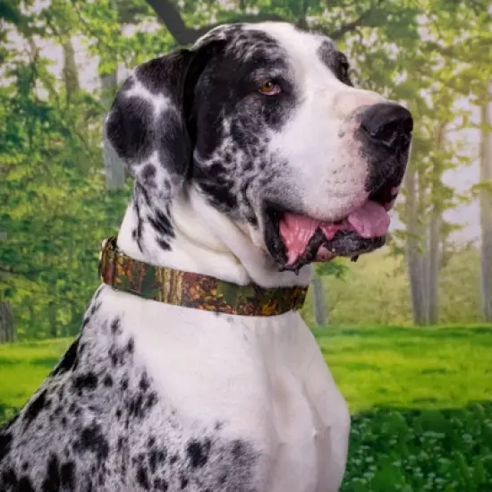 Country Brook Petz 1 1/2 Inch Southern Forest Camo Martingale Dog Collar image {1}