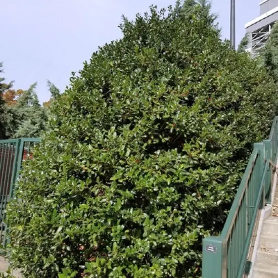 1pc Holly Dwarf Burford - National Plant Network image {2}