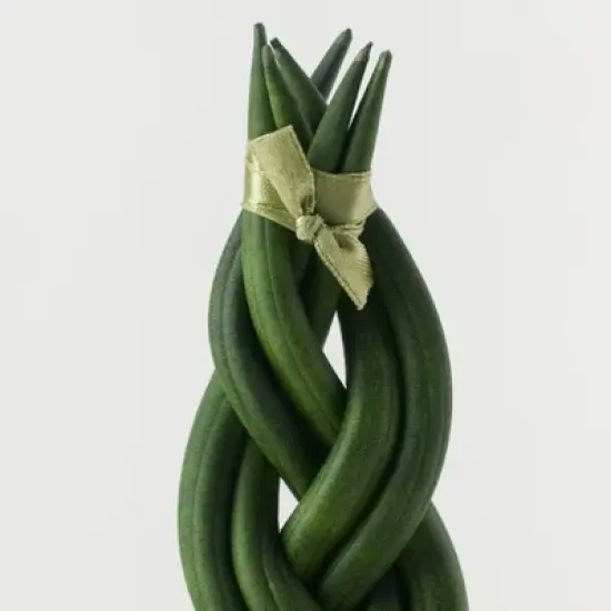 Pumped for Fall White Live Houseplant - Good Little Garden&trade; image {2}