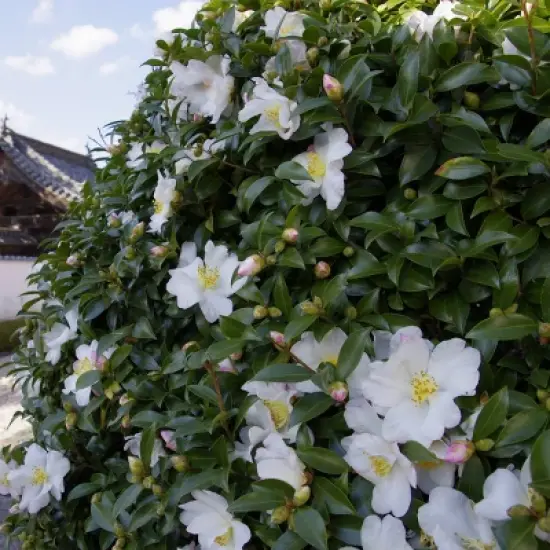 2.5qt Camellia Sasanqua Plant with White Blooms - National Plant Network image {2}