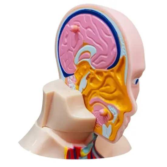 The Purple Cow The Human Body Advent Calendar: Educational Paper & Cardboard Winter Display image {6}