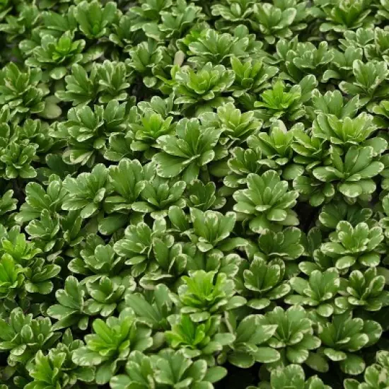 1pc Pittosporum Variegated - National Plant Network image {3}
