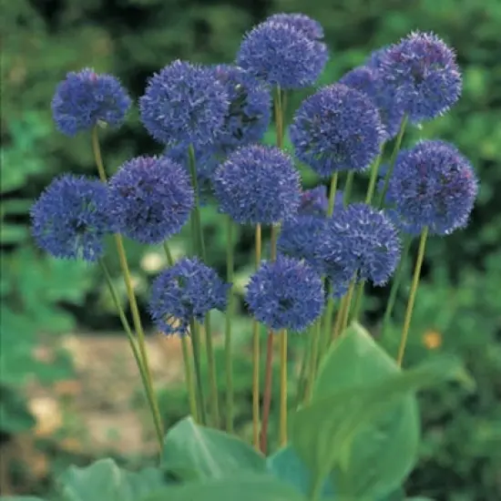 Van Zyverden 25ct Bulbs Allium Azureum Blue Globe Onions image {4}