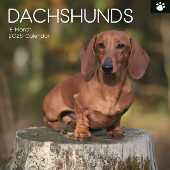 The Gifted Stationery 2025 Square Wall Calendar, Dachshund, 16-Month Paw Prints Theme with 180 Reminder Stickers (12 x 12 In) image {5}