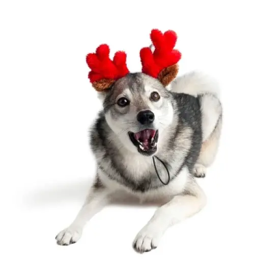 Midlee Christmas Reindeer Small Dog Antlers image {4}