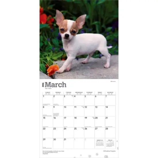 BrownTrout Chihuahua Puppies 2026 12"x24" Hanging Square Wall Calendar Plastic-Free image {2}