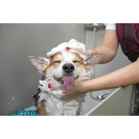 Groomer Essentials Senior Support - XS image {1}