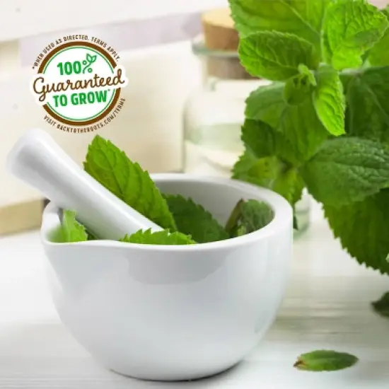 Back to the Roots Organic Lemon Balm Wellness Planter Grow Kit with Pot Soil and Seeds image {6}