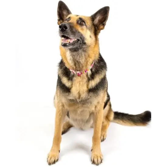 Country Brook Petz Premium Pink Paisley Dog Collar image {6}